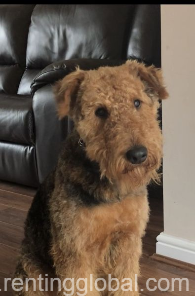 www.rentingglobal.com, renting, global, Colorado, USA, quality airedale terrier puppy for sale in colorado, Quality Airedale Terrier Puppy