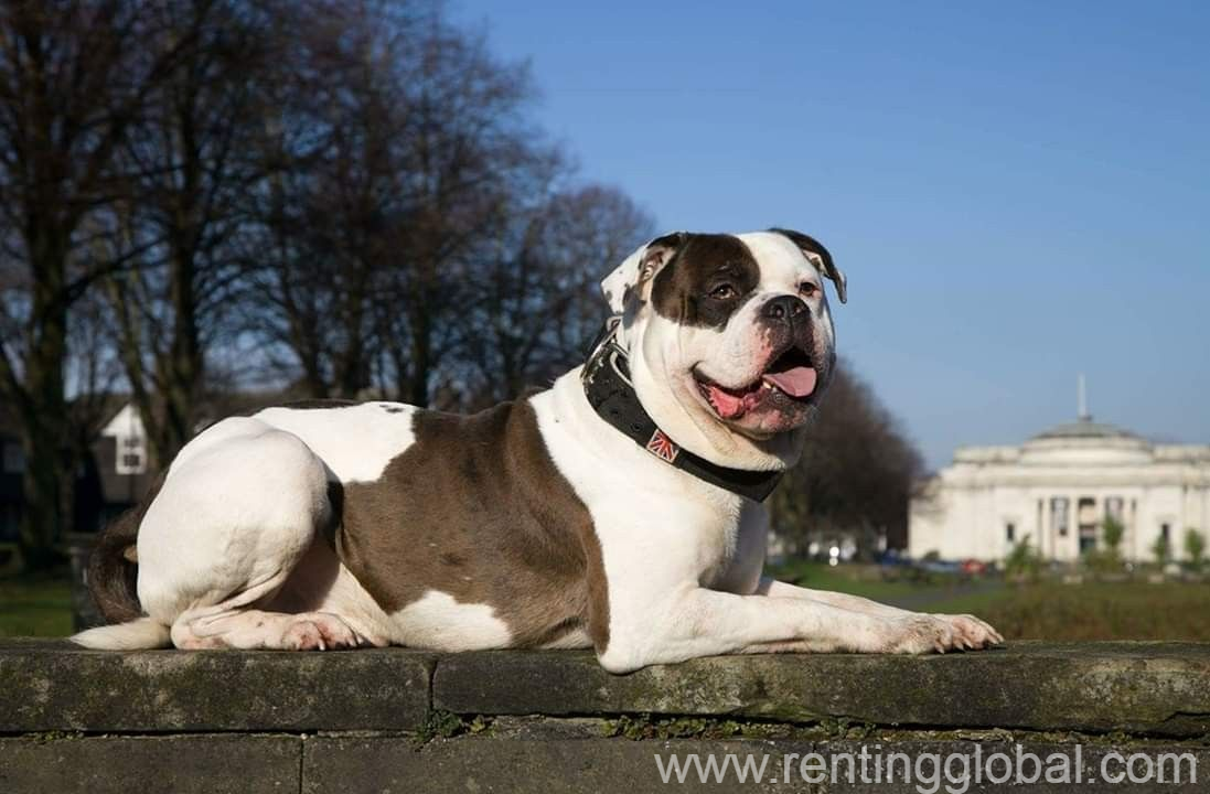 www.rentingglobal.com, renting, global, United Kingdom, alapaha blue blood bulldog for sale in uk, stunning Alapaha Blue Blood Bulldog
