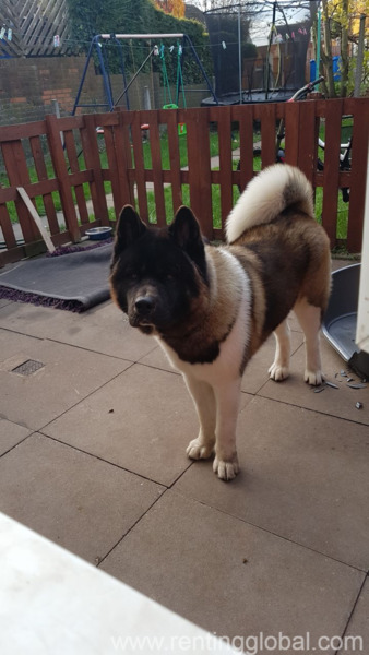 www.rentingglobal.com, renting, global, Indiana, USA, pedigree kc register akita dog for sale in california, Pedigree Kc Akita dog