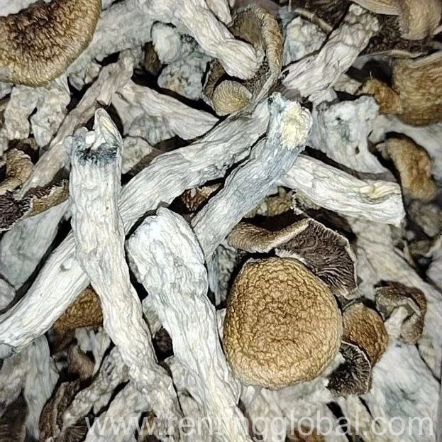 www.rentingglobal.com, renting, global, 205 Watkins St, Philadelphia, PA 19148, USA, buy micro dose,psychedelic society,category: psilocybin (mushrooms) tags: buy dxm powder online, how to grow magic mushrooms, legal psychedelics for sale, psilocybe cyanescens for sale, psilocybin mushroom for sale, where to buy magic mushrooms,buy dmt,tags: albino penis envy shrooms, buy penis envy online, cheap penis envy online, frued penis envy, penis envy for sale, penis envy grow kit, penis envy mushroom effects, penis envy pics, penis envy porn, penis envy potency, penis envy vs golden teacher, what is penis envy, when to harvest penis envy,albino penis envy shrooms,buy penis envy online,cheap mushroom online,penis envy grow kit,mushroom grow kit, The psychedelic society 