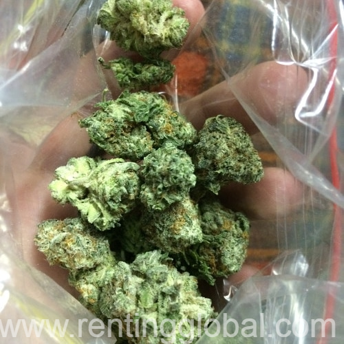 www.rentingglobal.com, renting, global, New York, NY, USA, weed@marijuana, Medical marijuanna