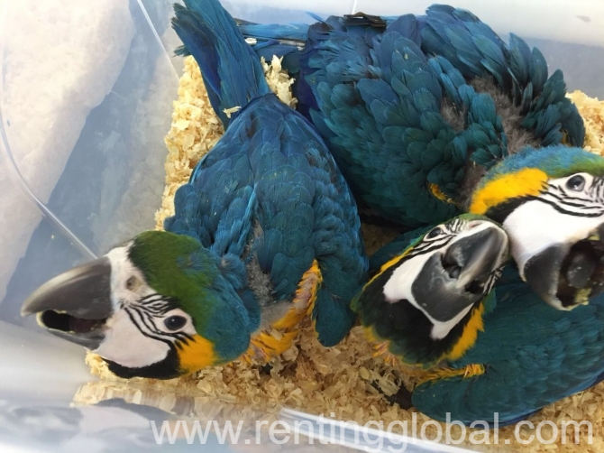 www.rentingglobal.com, renting, global, Houston, TX, USA, ADULT AND BABY MACAW PARROTS FOR SALE