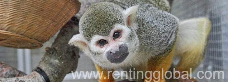 www.rentingglobal.com, renting, global, 55 Music Concourse Dr, San Francisco, CA 94118, USA, SQUIRREL MONKEYS FOR SALE