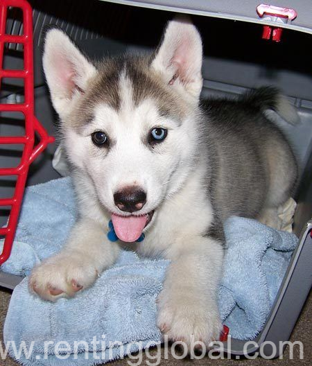 www.rentingglobal.com, renting, global, San Francisco, CA, USA, SIBERIAN HUSKY PUPPIES