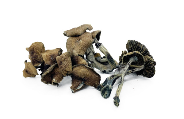 www.rentingglobal.com, renting, global, Vancouver, BC, Canada, shrooms, Brazilian – Magic Mushrooms – Wholesale