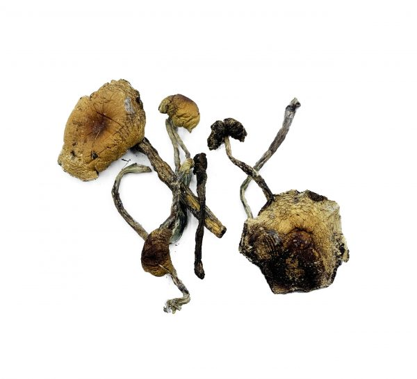 www.rentingglobal.com, renting, global, Vancouver, BC, Canada, shrooms, Magic Mushrooms – Amazonian Red