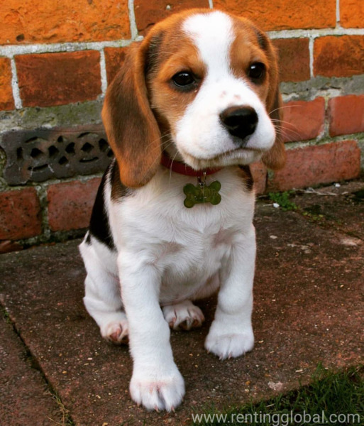 www.rentingglobal.com, renting, global, Los Angeles, CA, USA, beagle puppy., Beagle puppy for sale