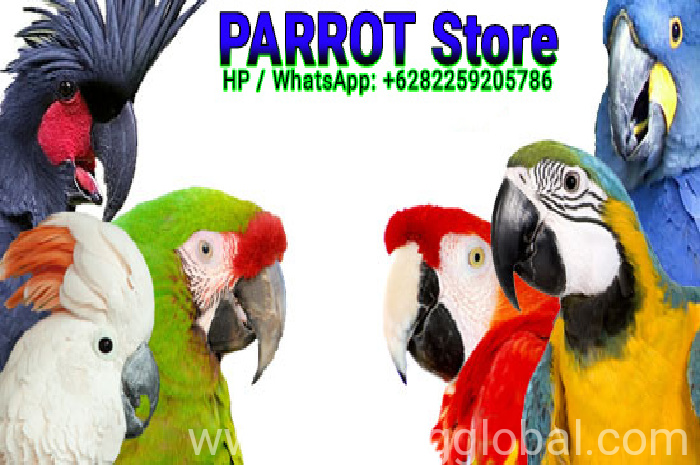 www.rentingglobal.com, renting, global, Indonesia, jual burung kakatua, jual burung macaw, jual burung paruh bengkok, Jual Aneka Jenis Burung Macaw Parrot