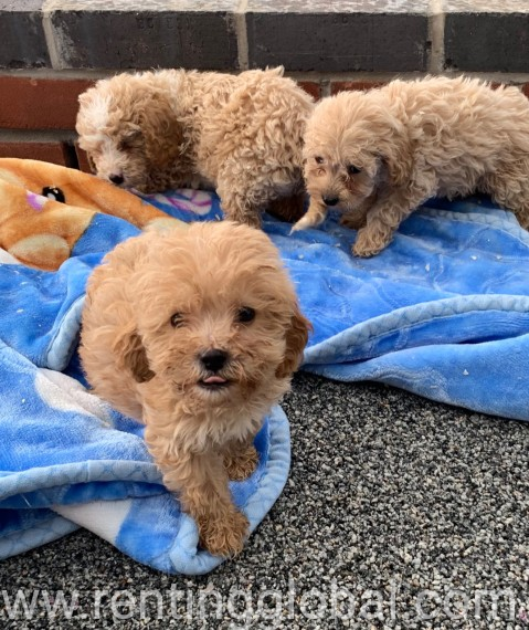 www.rentingglobal.com, renting, global, Los Angeles, CA, USA, puppies for sale, Puppies for sale