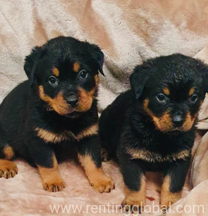 www.rentingglobal.com, renting, global, Phoenix, AZ, USA, rottweiler, Rottweiler puppies for rehoming