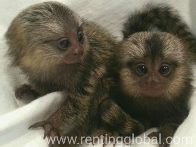 www.rentingglobal.com, renting, global, Florida, USA, monkey, marmoset, Pygmy Marmoset Monkey For Adoption Fee Only
