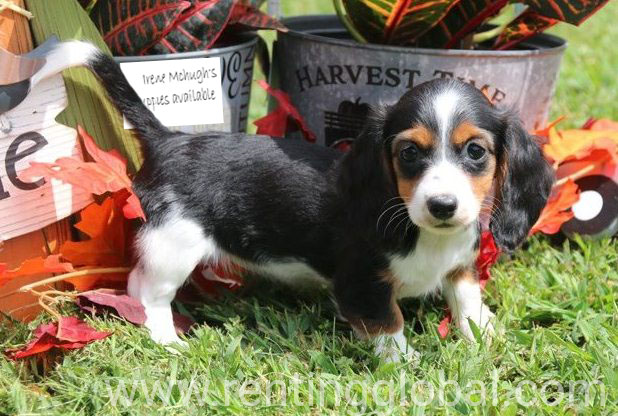www.rentingglobal.com, renting, global, Bratislava, Slovakia, 12 weeks old puppies available for sale