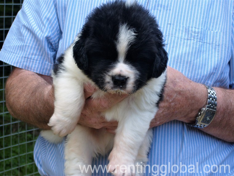 www.rentingglobal.com, renting, global, , they have been wormed up to date and will be microchipped, health checked and will have had their first vaccinations before being ready to leave on the 1st july 2019., Newfoundland Pups For Sale