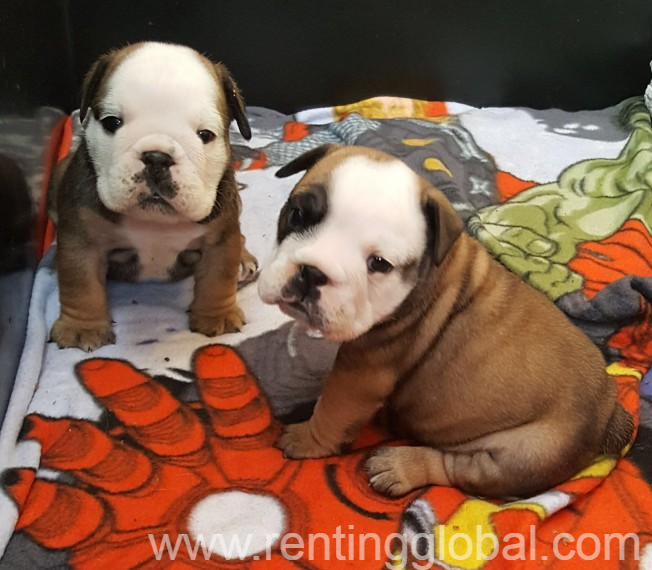 English Bulldog puppies ready now