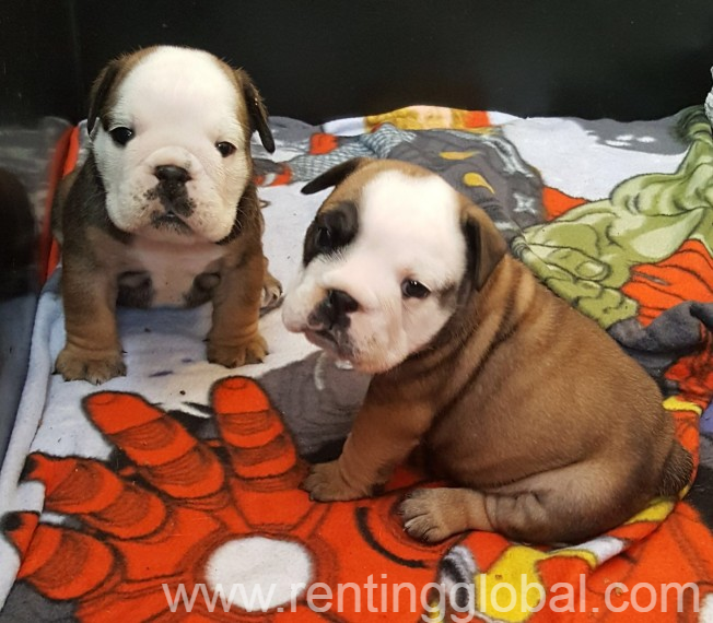 www.rentingglobal.com, renting, global, belguim, english bulldog puppies ready now, English Bulldog puppies ready now