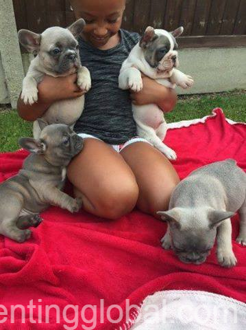 Blue french bulldog puppies