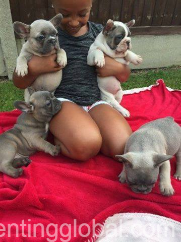 www.rentingglobal.com, renting, global, belgium, blue french bulldog puppies, Blue french bulldog puppies