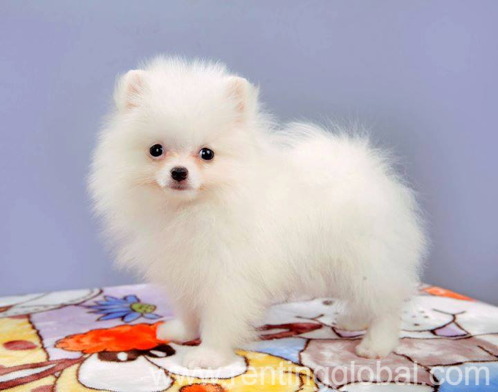 Pomeranian Pups Available