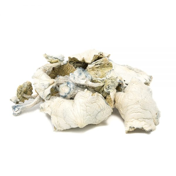 www.rentingglobal.com, renting, global, Vancouver, BC, Canada, shrooms, Cambodian Albino