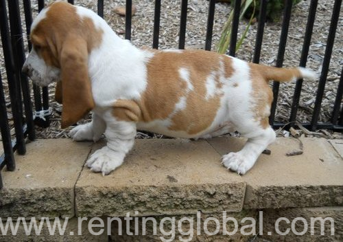 www.rentingglobal.com, renting, global, New Jersey, USA, akc basset hound puppies for sale. dogs and puppies for sale in usa., Fallen big ears White, Red Black Lemon basset hound puppies for sale