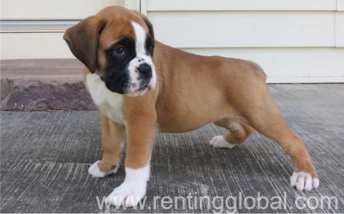 www.rentingglobal.com, renting, global, Texas, USA, akc registered boxer puppies for sale. dogs and puppies for sale in usa., Akc Red & White Docked Tail Boxer puppies for good homes