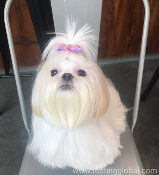 www.rentingglobal.com, renting, global, New York, NY, USA, for sale, Poodle puppy for sale 