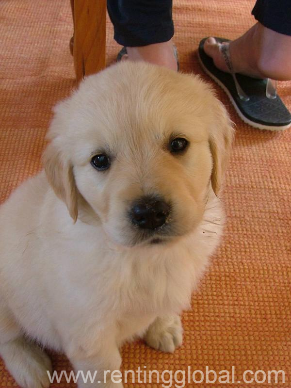 www.rentingglobal.com, renting, global, 365-8 Seogyo-dong, Mapo-gu, Seoul, South Korea, GOLDEN RETRIEVER PUPPY FOR SALE 