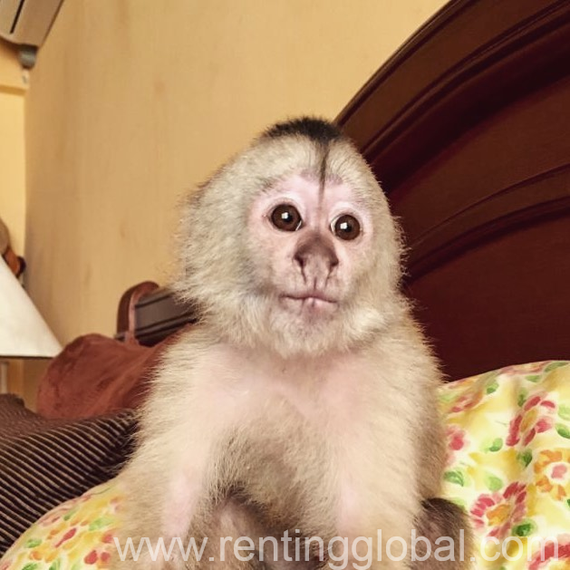 www.rentingglobal.com, renting, global, New Orleans, LA, USA, monkey, Capuchin Monkeys