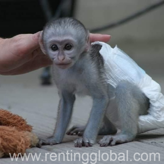 www.rentingglobal.com, renting, global, San Francisco, CA, USA, monkey, Capuchin Monkeys