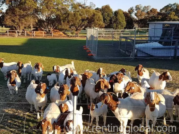 www.rentingglobal.com, renting, global, Limpopo, South Africa, boer goat for sale,sheep for sale,livestock for sale,cattle for sale,cow for sale,ostrich for sale,chicken for sale,ostrich chicks for sale,fertile eggs for sale,day old chicks for sale,pigs for sale,animal feed for sale,lucerne hay for sale, Livestock, Poultry, Frozen Chicken, Ostrich, Pigs & Animal Feed For Sale Whatsapp +27631521991