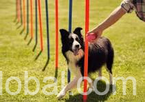 www.rentingglobal.com, renting, global, 3724 E Morrow Dr, Phoenix, AZ 85050, USA, Dog trainer in phoenix az