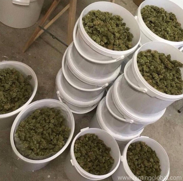 www.rentingglobal.com, renting, global, Colorado Convention Center, 700 14th St, Denver, CO 80202, USA, Top quality medical marijuana for discreet delivery 