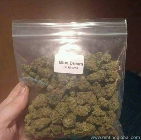www.rentingglobal.com, renting, global, California City, CA, USA, Top quality medical marijuana for discreet delivery 