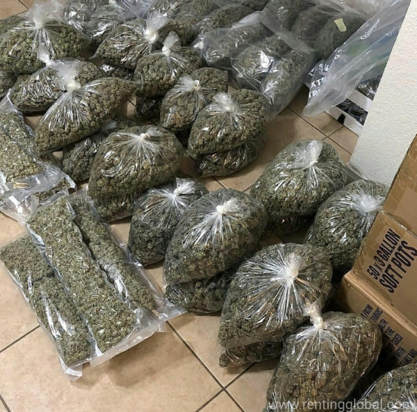 www.rentingglobal.com, renting, global, California City, CA, USA, Top quality medical marijuana for discreet delivery 