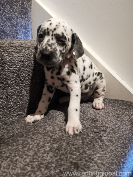 www.rentingglobal.com, renting, global, Ukkadam, Coimbatore, Tamil Nadu 641008, India,  Dalmatian Puppies