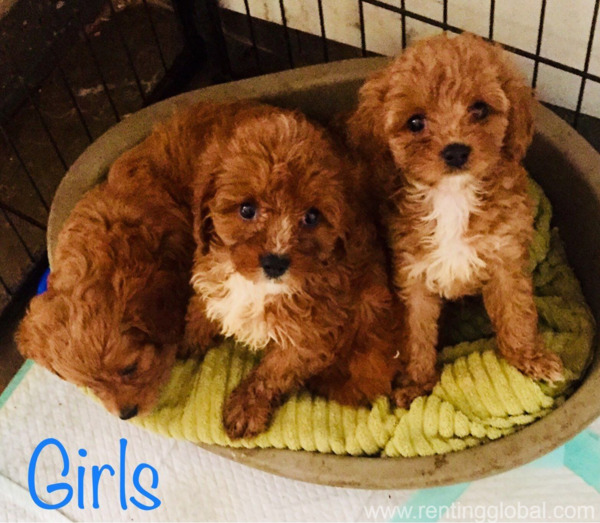 www.rentingglobal.com, renting, global, Ushuaia, Tierra del Fuego Province, Argentina, cavapoo Puppies