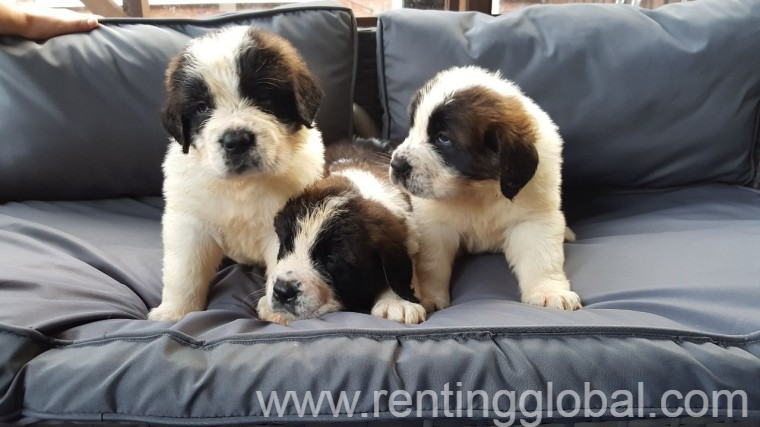 www.rentingglobal.com, renting, global, Ukiah, CA 95482, USA, Saint Bernard.