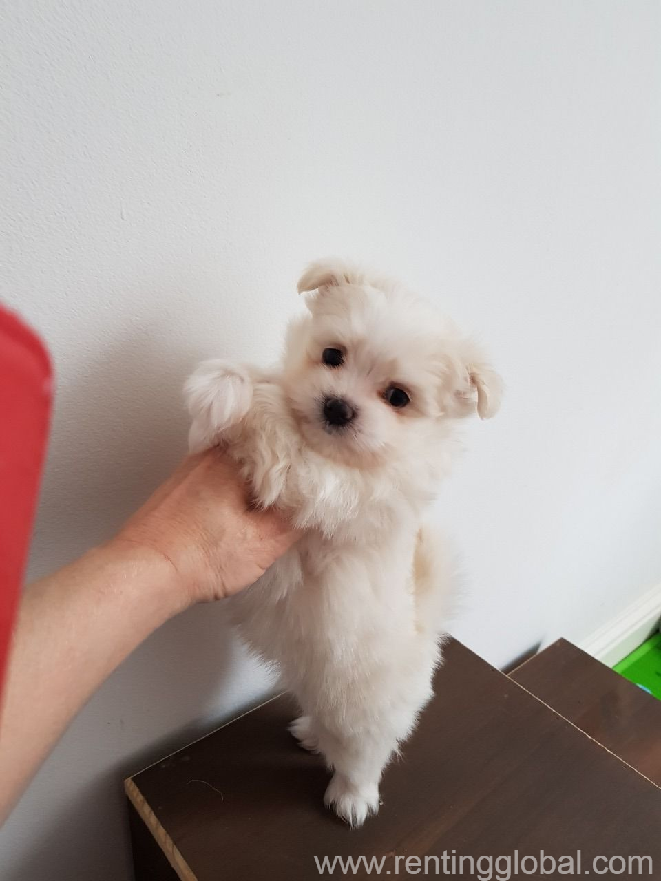 www.rentingglobal.com, renting, global, United Kingdom, Maltipom Puppies