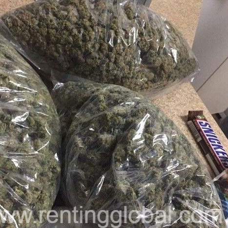 www.rentingglobal.com, renting, global, Blue Creek, West Virginia, USA,   +++++++++TOP GRADE MARIJUANA, CANNABIS/HASH OIL, CONCENTRATE, DAB+++++++++++++++ 