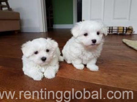 www.rentingglobal.com, renting, global, 501 Crawford St, Houston, TX 77002, USA, MALTESE PUPPIES