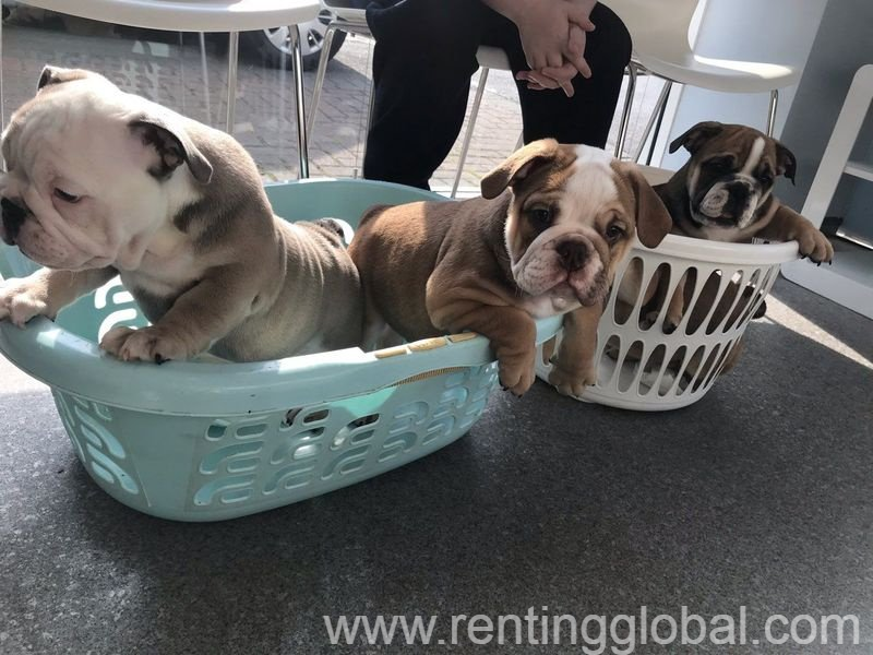 www.rentingglobal.com, renting, global, Hamburg, Germany, Cute English Bulldog Puppies