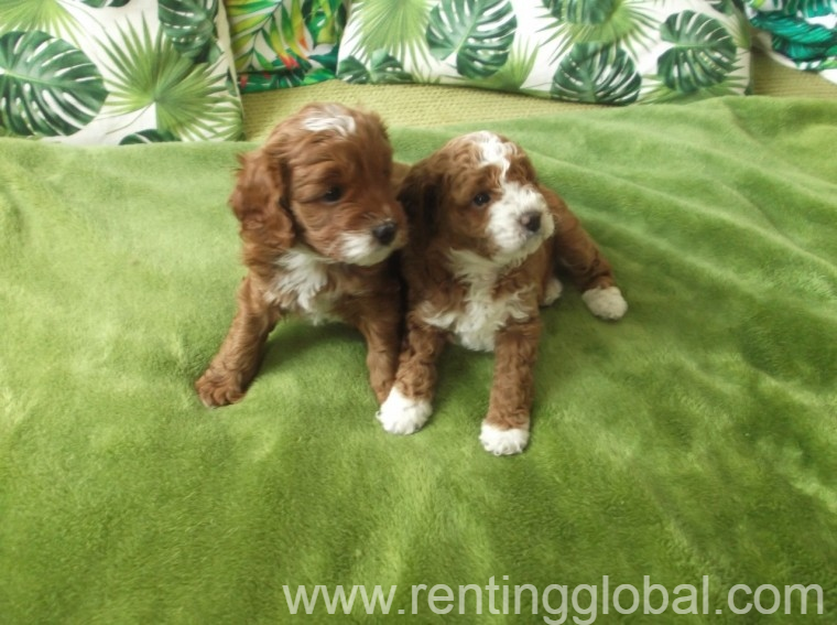 www.rentingglobal.com, renting, global, Hyderabad, Telangana, India, Beautiful Cavapoo Puppies