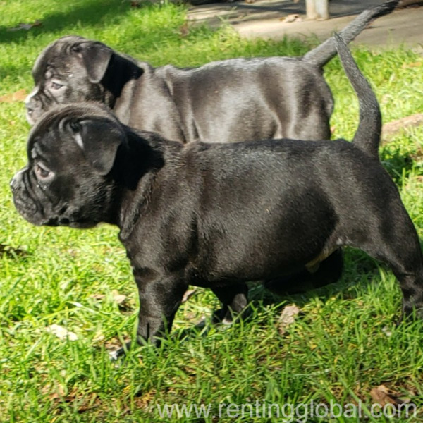 www.rentingglobal.com, renting, global, Nashville, TN, USA, Pocket American Bully Puppies for Sale