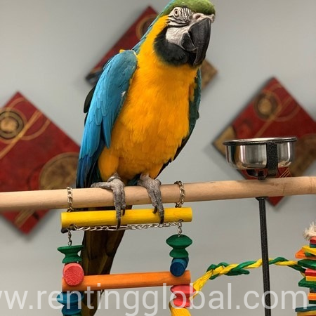 www.rentingglobal.com, renting, global, Cameroon, macaws parrots birds, Macaws for sale