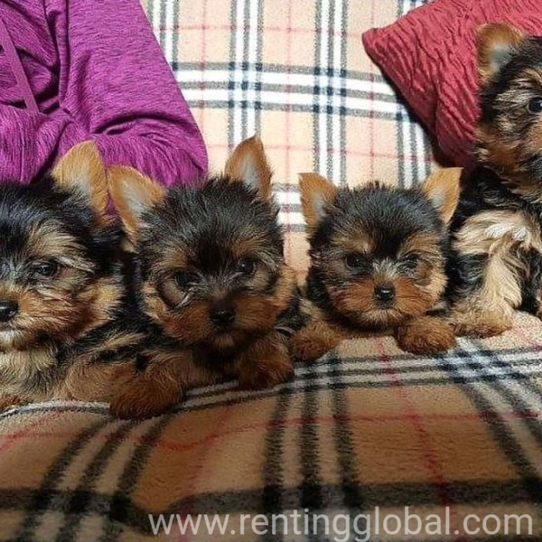 www.rentingglobal.com, renting, global, Delaware, USA, yorkie puppies for sale,yorkie puppies for sale near me,yorkies club near me,exotic puppies for sale,puppy for sale #usa #canada #uk #australia, Yorkie puppies for sale near me 