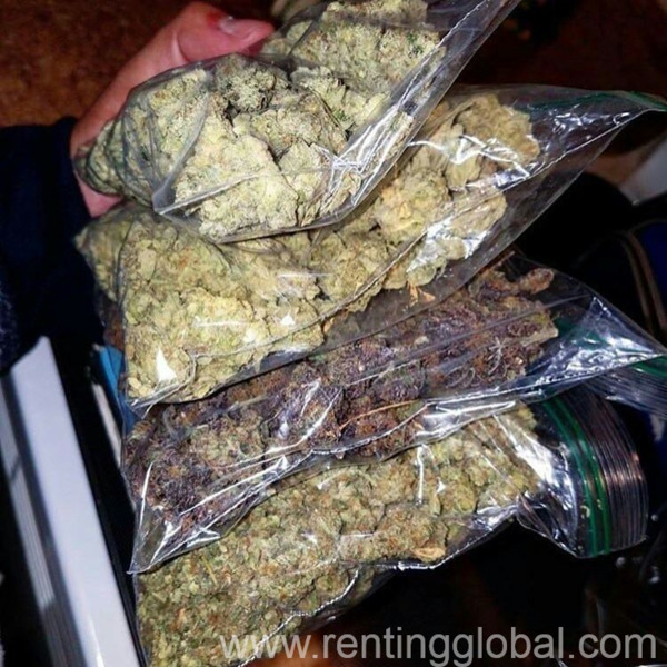 www.rentingglobal.com, renting, global, Miami, FL, USA, Buy marijuana online with credit card