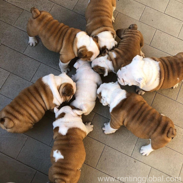 www.rentingglobal.com, renting, global, Los Angeles, CA, USA, America Bull Dog