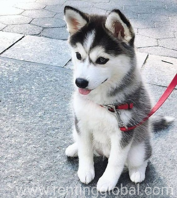 www.rentingglobal.com, renting, global, Texas, USA, siberian huskies for sale,the best huskies puppy,contact me if you like, Siberian husky puppy