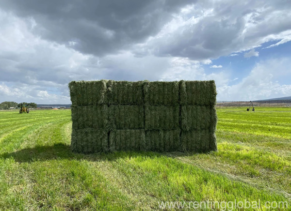 www.rentingglobal.com, renting, global, State St W, Jacksonville, FL, USA, hay for sale,available hay,hay for sale near me,alfalfa hay for sale near me,bales of hay for sale near me,grass hay for sale near me,timothy hay for sale near me, HAY AND FORAGE