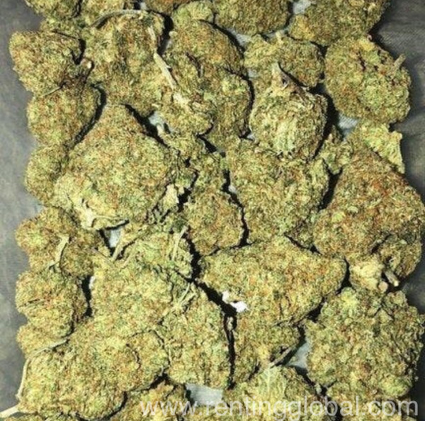 www.rentingglobal.com, renting, global, United States, med marijuana, Quality strains available 